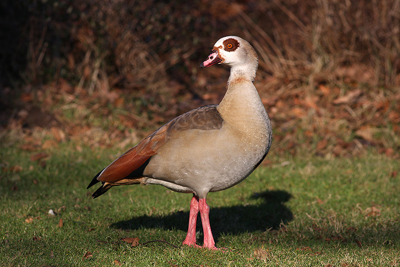 Nilgås (Egyptian Goose), Hörby, Skåne