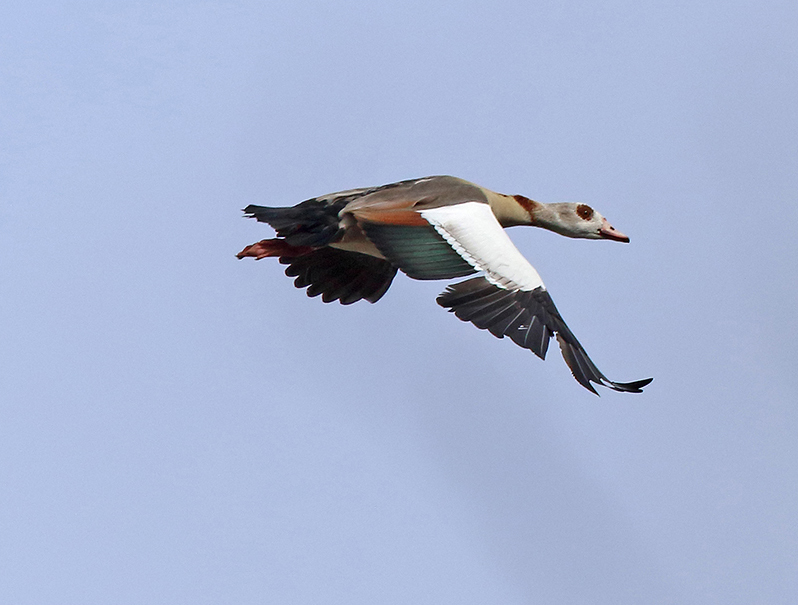 Nilgås (Egyptian Goose), Välen, Göteborg