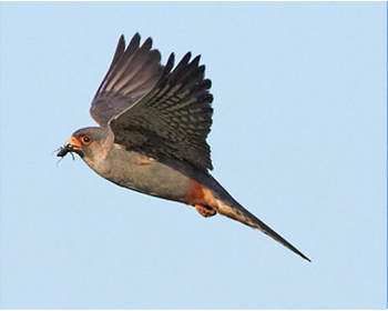 Aftonfalk - Falco vespertinus - Red-footed Falcon
