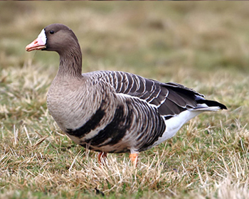 Bläsgås - Anser albifrons - White-fronted Goose