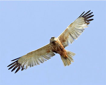Brun kärrhök - Circus aeruginosus - Marsh Harrier