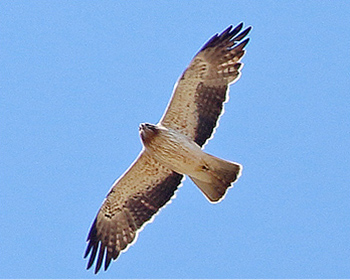 Dvärgörn - Hieraaetus pennatus - Booted Eagle