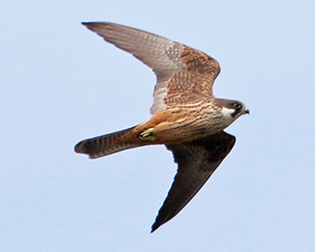 Eleonorafalk - Falco eleonorae - Eleonora’s Falcon