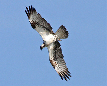 Fiskgjuse - Pandion haliaetus - Osprey