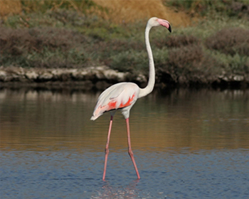 Flamingo - Phoenicopterus roseus - Flamingo