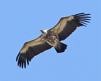 Gåsgam - Gyps fulvus - Griffon Vulture