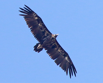 Grågam - Aegypius monachus - Black Vulture