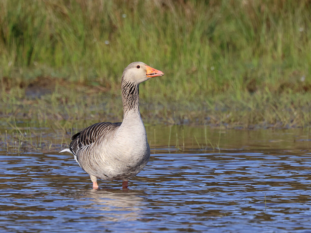 Grågås (Greylag Goose) vid Stora Amundö, Göteborg