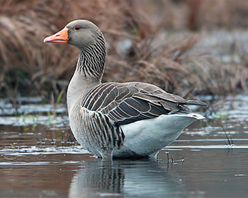 Grågås - Anser anser - Greylag Goose