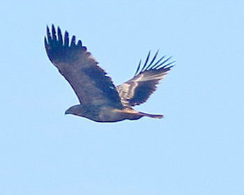 Kejsarörn - Aquila heliaca - Eastern imperial eagle