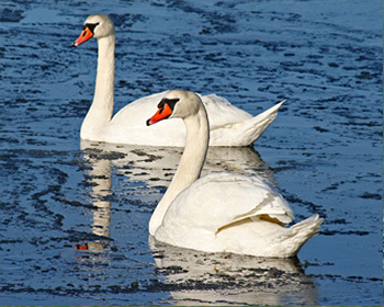 Knölsvan - Cygnus olor - Mute Swan