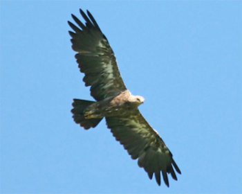 Mindre skrikörn - Clanga pomarina - Lesser Spotted Eagle