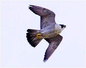 Pilgrimsfalk - Falco peregrinus - Peregrine Falcon