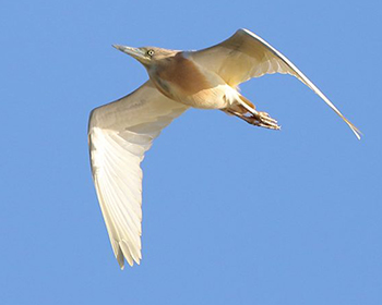 Rallhäger - Ardeola ralloides - Squacco Heron