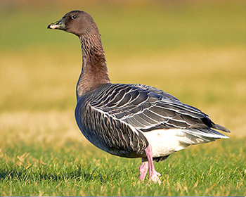 Spetsbergsgås - Anser brachyrhynchus - Pink-footed Goose