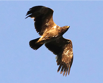 Stäppörn - Aquila nipalensis - Steppe Eagle