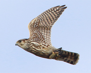 Stenfalk - Falco columbarius - Merlin