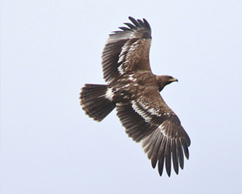 Större skrikörn - Clanga clanga - Greater Spotted Eagle