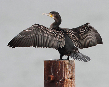 Storskarv - Phalacrocorax carbo - Great Cormorant