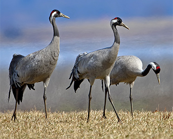 Trana - Grus grus - Common Crane