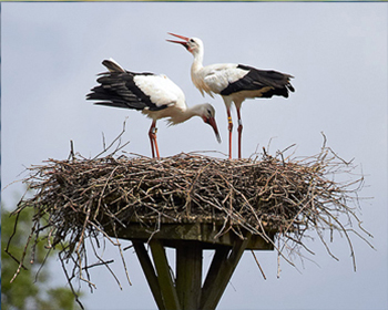 Vit stork - Ciconia ciconia - White Stork