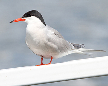 Fisktärna - Sterna hirundo - Common Tern