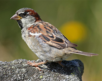 Gråsparv - Passer domesticus - House Sparrow