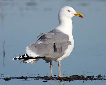 Gråtrut - Larus argentatus  - Herring Gull