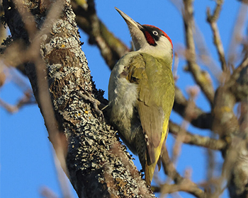 Gröngöling - Picus viridis - Green Woodpecker