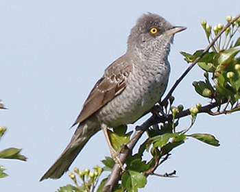 Höksångare - Sylvia nisoria - Barred Warbler