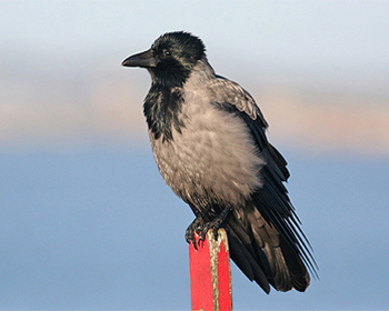 Gråkråka - Corvus corone cornix - Hooded Crow