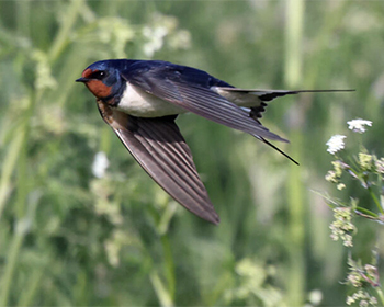 Ladusvala - Hirunda rustica - Barn Swallow