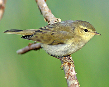 Lövsångare - Phylloscopus trochilus - Willow Warbler