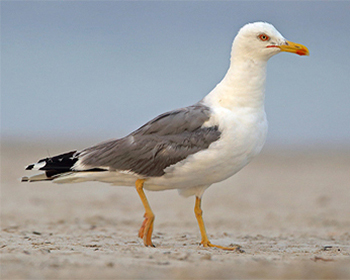 Medelhavstrut - Larus michahellis - Yellow-legged Gull