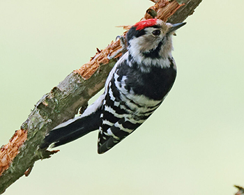 Mindre hackspett - Dryobates minor - Lesser Spotted Woodpecker