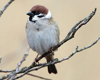 Pilfink - Passer montanus - Tree Sparrow