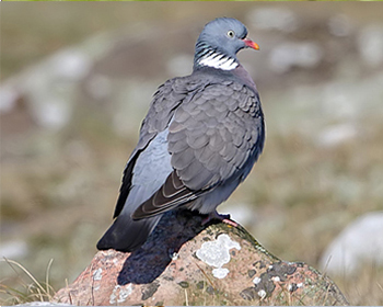 Ringduva - Columba palumbus - Wood Pigeon