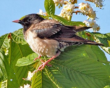 Rosenstare - Pastor roseus - Rose-coloured Starling