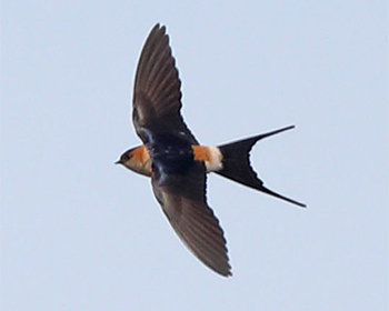 Rostgumpsvala - Cecropis daurica - Red-rumped Swallow