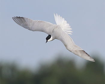 Sandtärna - Gelochelidon nilotica - Gull-billed Tern