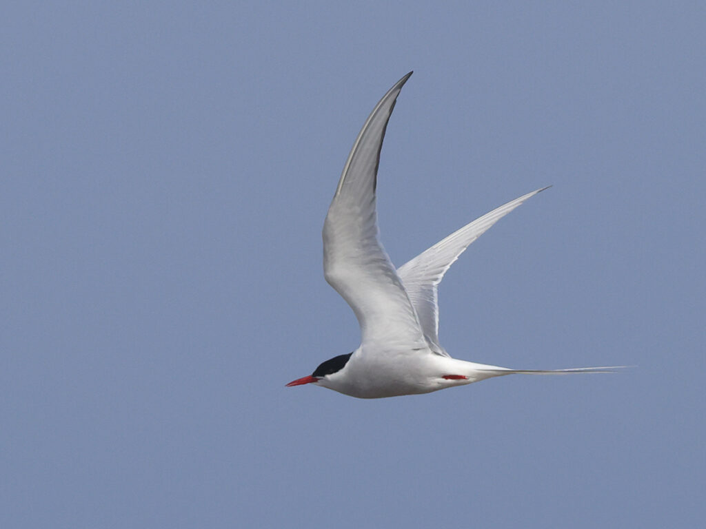 Silvertärna (Arctic Tern) vid Ölands Södra Udde