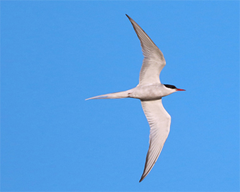 Silvertärna - Sterna paradisaea - Arctic Tern