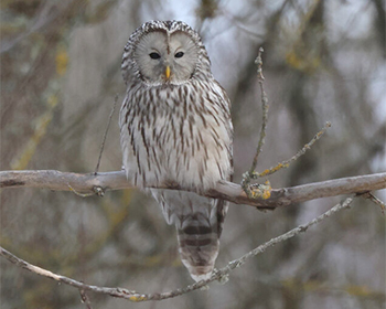 Slaguggla - Strix uralensis - Ural Owl