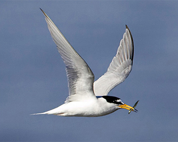 Småtärna - Sterna albifrons - Little Tern