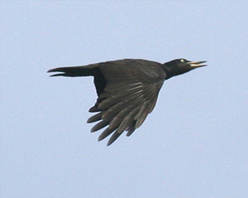 Spillkråka - Dryocopus martius - Black Woodpecker