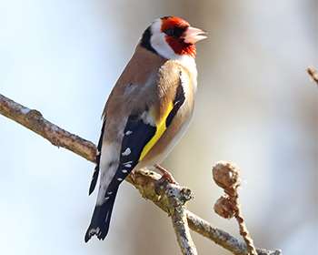 Steglits (Common Goldfinch) vid Stora Amundö, Göteborg