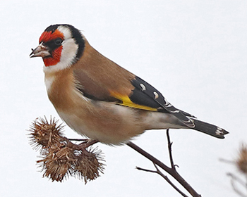 Steglits - Carduelis carduelis - European Goldfinch