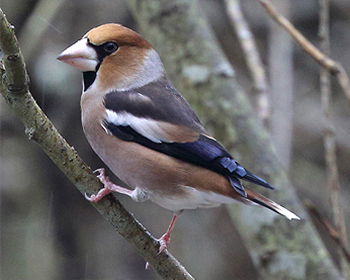 Stenknäck - Cocothraustes cocothraustes - Hawfinch