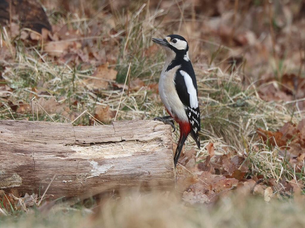 Större hackspett (Great Spotted Woodpecker)