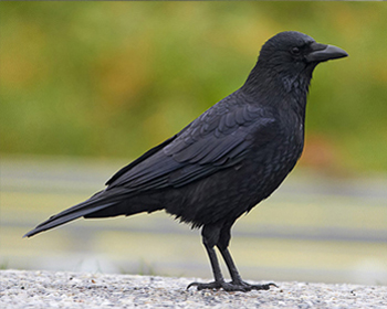 Svartkråka - Corvus corone corone - Carrion Crow
